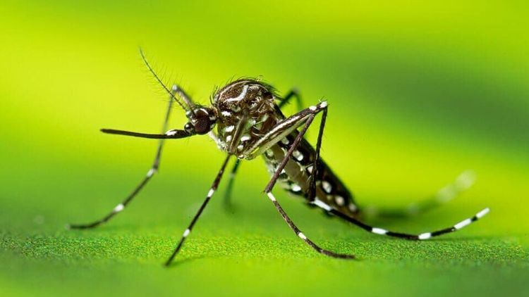 Waspada DBD, Lakukan Pencegahan dengan Cara Berikut.jpg