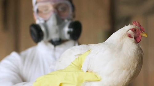 Mengenal Flu Burung dan Cara Penularannya