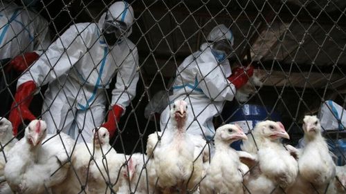 Tanda-Tanda dan Gejala Flu Burung
