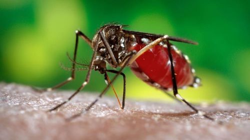Gejala dan Cara Penularan Demam Berdarah Dengue (DBD)